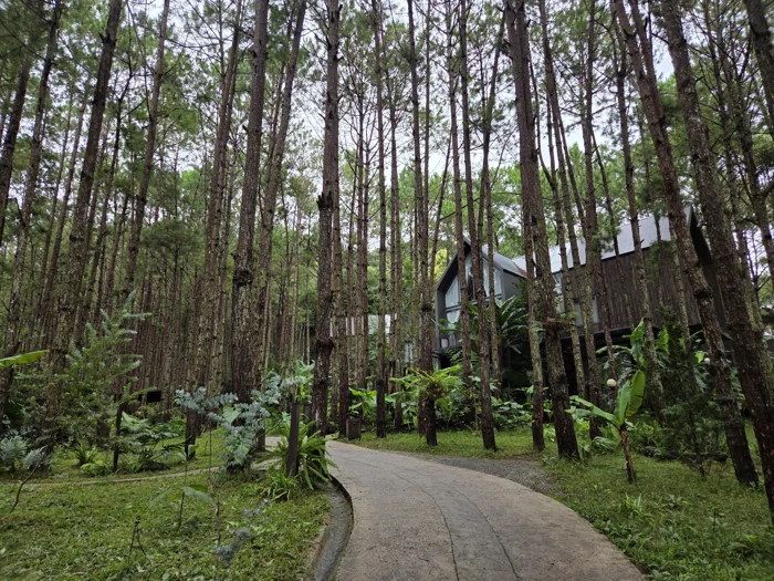 A winding path between tall trees and cabins in Da Lat