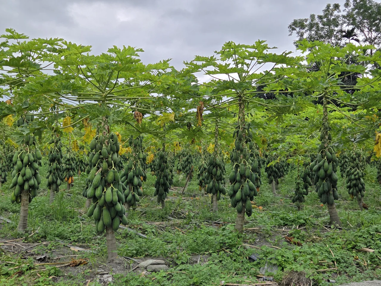 Papaya trees heavy with green fruit in Ruisui