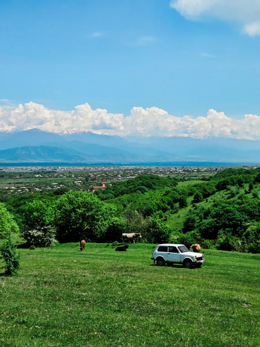 Lada on a green hill, cows grazing, mountains in the distance