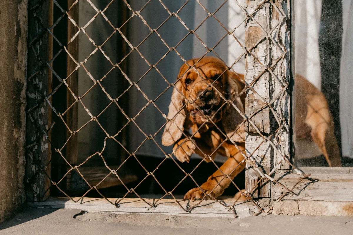 Dog peering through a chain-link gate in the sun